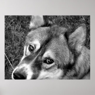 Wolf Poster (zwart-wit)