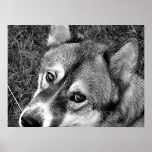 Wolf Poster (zwart-wit) (Voorkant)