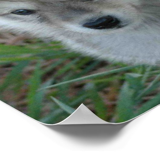Wolf Pup Poster (Hoek)