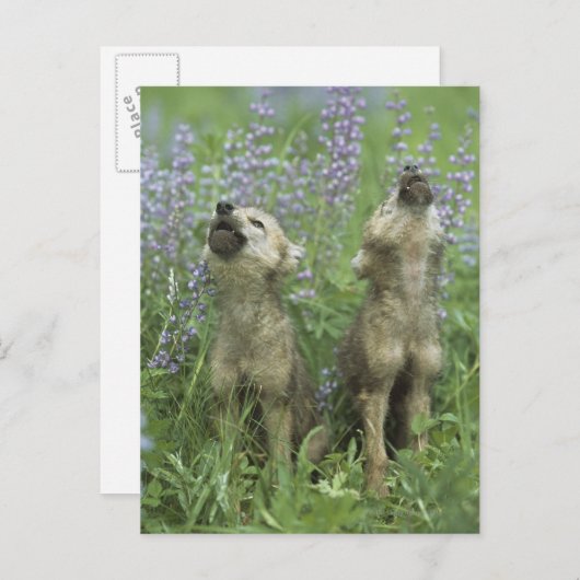 Wolf Puppies die in de weide lopen Briefkaart (Voorkant / Achterkant)