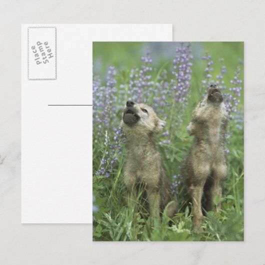 Wolf Puppies die in de weide lopen Briefkaart (Voorkant / Achterkant)