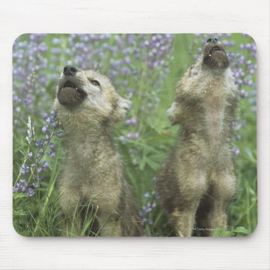 Wolf Puppies die in de weide lopen Muismat (Voorkant)