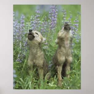 Wolf Puppies die in de weide lopen Poster
