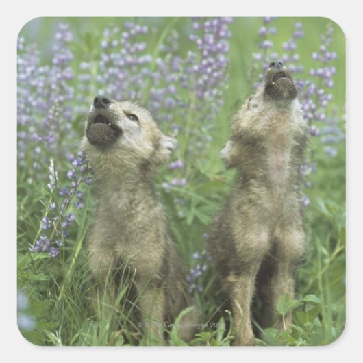 Wolf Puppies die in de weide lopen Vierkante Sticker (Voorkant)