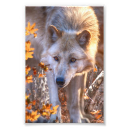 Wolf Puppy AUTUMN COLORS Foto Afdruk