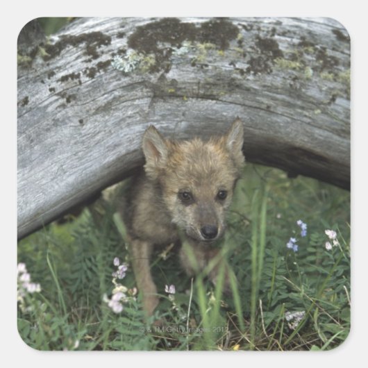 Wolf Puppy onder het logbestand Vierkante Sticker (Voorkant)