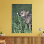 Wolf Puppy Sniffing Mountain Wildflower Canvas Afdruk (Insitu (Woonkamer))