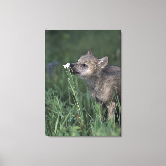 Wolf Puppy Sniffing Mountain Wildflower Canvas Afdruk (Voorkant)