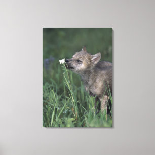 Wolf Puppy Sniffing Mountain Wildflower Canvas Afdruk