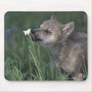 Wolf Puppy Sniffing Mountain Wildflower Muismat