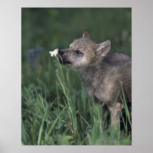 Wolf Puppy Sniffing Mountain Wildflower Poster (Voorkant)