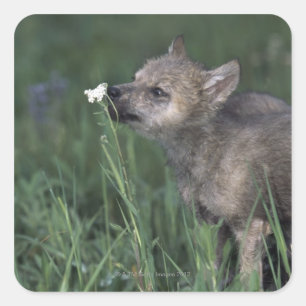 Wolf Puppy Sniffing Mountain Wildflower Vierkante Sticker