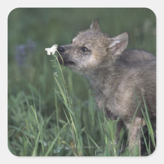 Wolf Puppy Sniffing Mountain Wildflower Vierkante Sticker (Voorkant)
