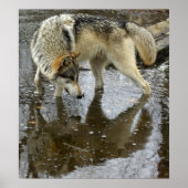Wolf Reflection Poster (Voorkant)