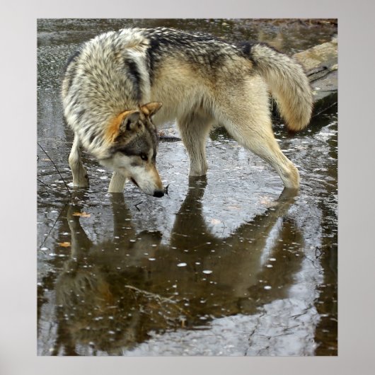 Wolf Reflection Poster (Voorkant)