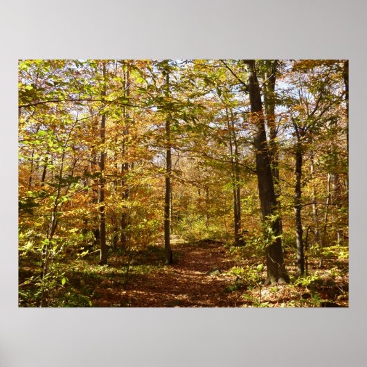 Wolf Rocks Trail in herfst Pennsylvania landschap Poster (Voorkant)