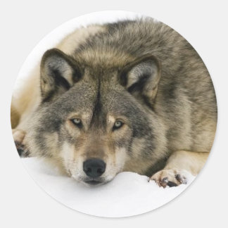 Wolf Ronde Sticker