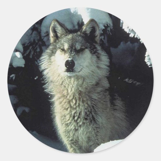 Wolf Ronde Sticker (Voorkant)