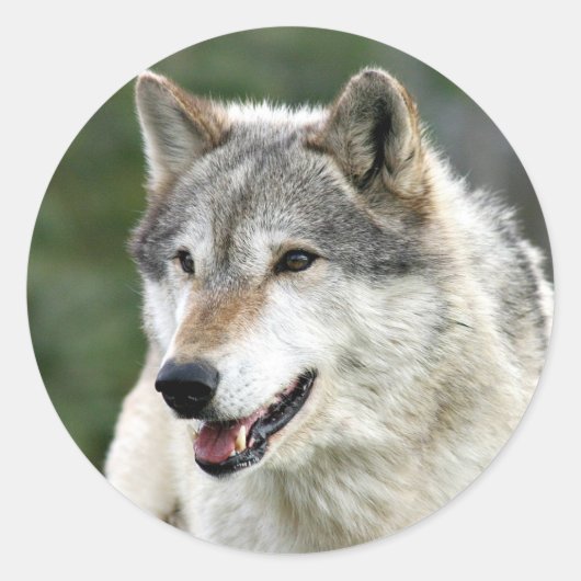 Wolf Ronde Sticker (Voorkant)