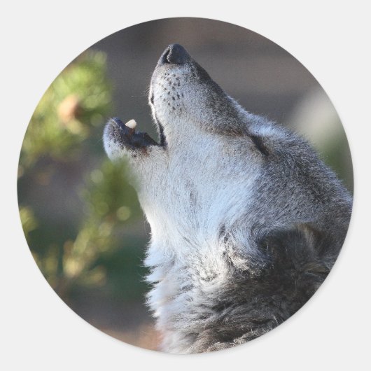 wolf ronde sticker (Voorkant)