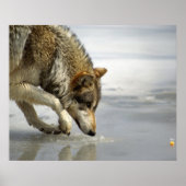 Wolf - Sneup op de kaas Poster (Voorkant)