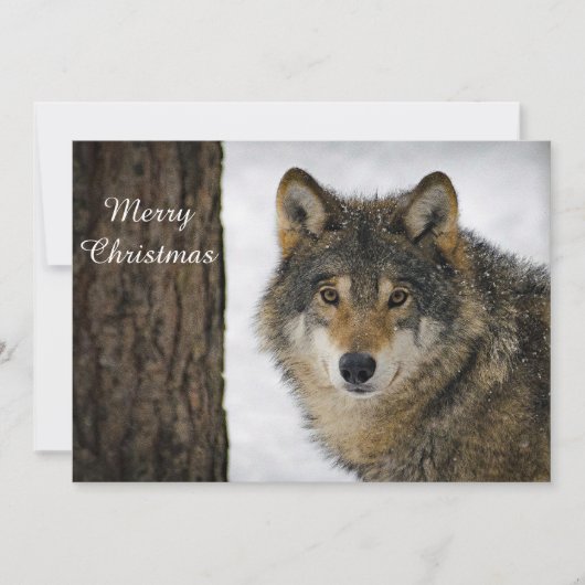 Wolf Snow-boom - kerstfoto Feestdagenkaart (Voorkant)