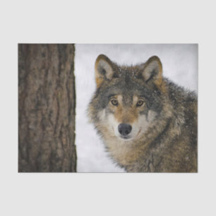 Wolf Snow-foto Tissuepapier