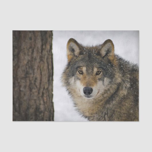 Wolf Snow-foto Tissuepapier (Voorkant)