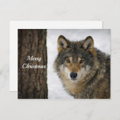 Wolf Snow-kerstfoto Briefkaart (Voorkant / Achterkant)