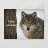 Wolf Snow-kerstfoto Briefkaart (Voorkant)