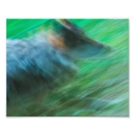 Wolf Speed 10" x 8", Kodak Pro-fotopapier (Satin) Foto Afdruk