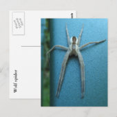 Wolf Spider 165 ~ briefkaart (Voorkant / Achterkant)