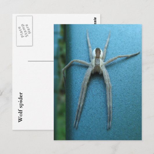 Wolf Spider 165 ~ briefkaart (Voorkant / Achterkant)