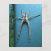 Wolf Spider 165 ~ briefkaart (Voorkant)