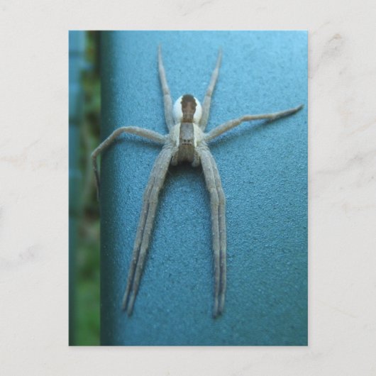 Wolf Spider 165 ~ briefkaart (Voorkant)