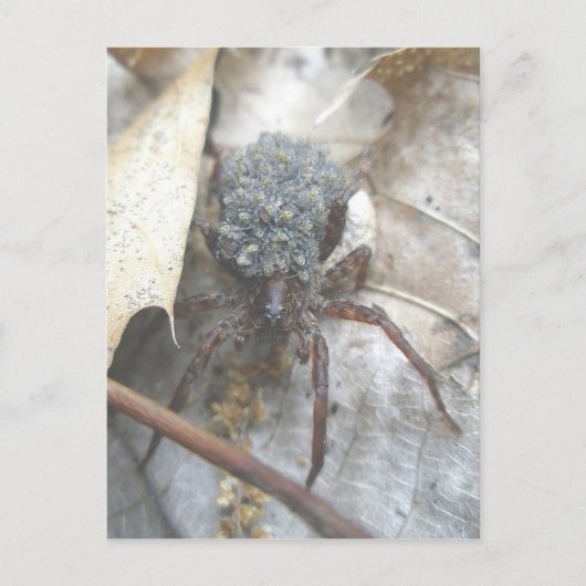 Wolf Spider Babies Hoesje Briefkaart (Voorkant)
