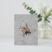 Wolf Spider Briefkaart (Staand voorkant)