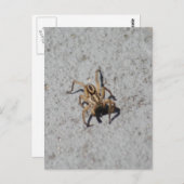 Wolf Spider Briefkaart (Voorkant / Achterkant)