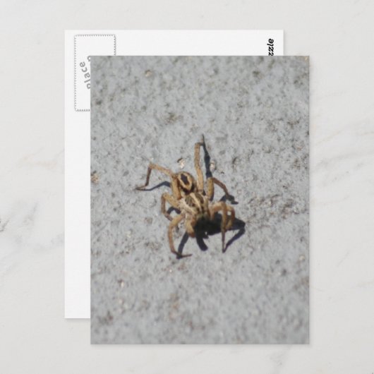 Wolf Spider Briefkaart (Voorkant / Achterkant)
