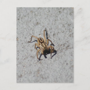 Wolf Spider Briefkaart