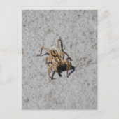 Wolf Spider Briefkaart (Voorkant)