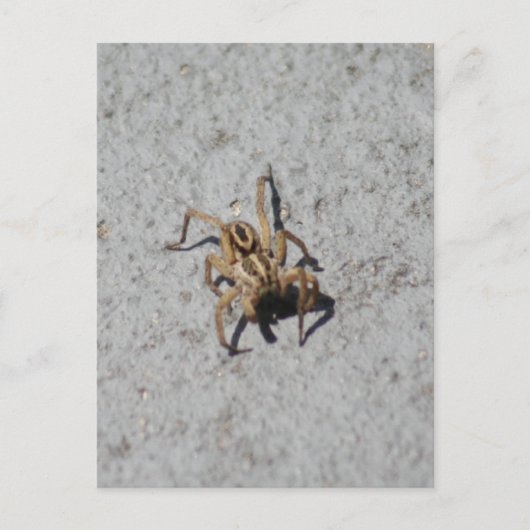Wolf Spider Briefkaart (Voorkant)