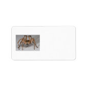 Wolf Spider Etiket (Voorkant)