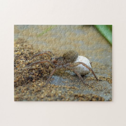 Wolf Spider met Egg Sac Foto Puzzle and Gift Box Legpuzzel (Horizontaal)