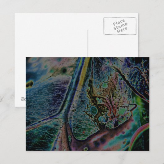 Wolf Spider Nebula Briefkaart (Voorkant / Achterkant)