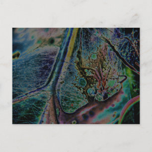 Wolf Spider Nebula Briefkaart