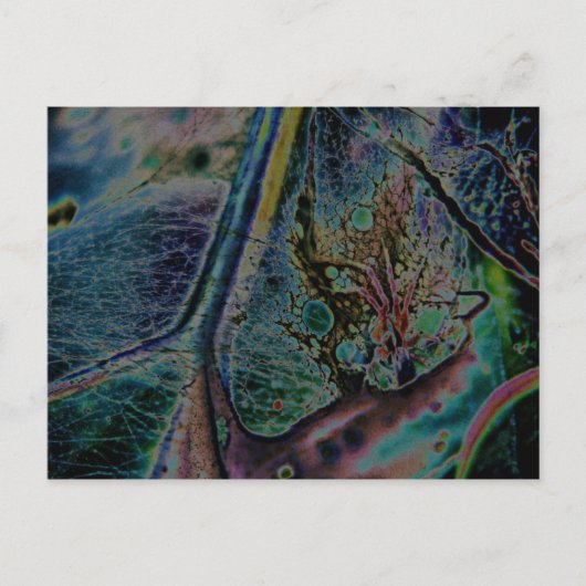 Wolf Spider Nebula Briefkaart (Voorkant)