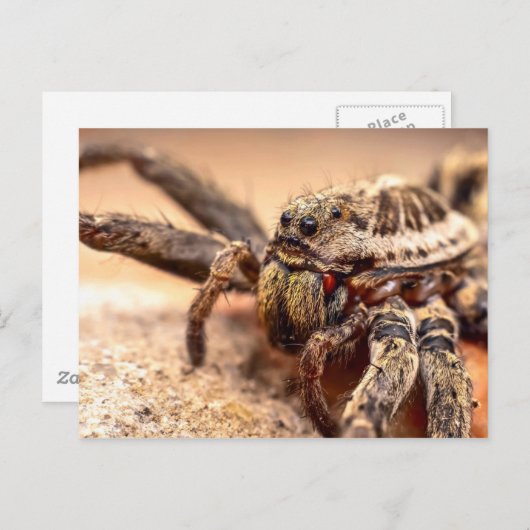 Wolf spin briefkaart (Voorkant / Achterkant)