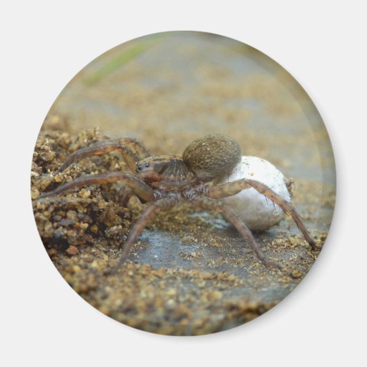 Wolf spin met ei zak magneet (Voorkant)