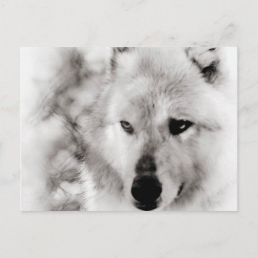 Wolf Spirit Briefkaart (Voorkant)